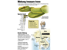 mekong, burma, myanmar, pitviper, hugorm, slange, nye arter, species, håndtegning, håndtegnede, håndtegnede illustrationer, akvarel, watercolor, illustrationer, illustration, illustrere, tegning, tegner, præcision, naturalistisk, naturtro, digitale, digitaltegnede illustrationer, digital, vector, vektor, illustrator, grafisk, grafik, nyhedsgrafik, infografik, bøger, magasiner, hjemmesider, marketing, marketingsmateriale, artikler, årsrapport, teknisk dokumentation, graf, grafer, piechart, 3D, perspektiv, kreativ, ideudvikling, 