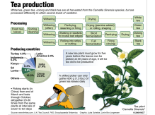 camellia sinensis, te, tea, teproduktion, teaproduction, håndtegning, håndtegnede, håndtegnede illustrationer, akvarel, watercolor, illustrationer, illustration, illustrere, tegning, tegner, præcision, naturalistisk, naturtro, digitale, digitaltegnede illustrationer, digital, vector, vektor, illustrator, grafisk, grafik, nyhedsgrafik, infografik, bøger, magasiner, hjemmesider, marketing, marketingsmateriale, artikler, årsrapport, teknisk dokumentation, graf, grafer, piechart, 3D, perspektiv, kreativ, ideudvikling, 